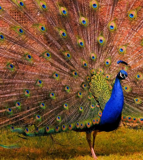 https://flic.kr/p/2oxJfeU | Indian peafowl - Kent | The Indian peafowl (Pavo cristatus), also known as the common peafowl, and blue peafowl, is a peafowl species native to the Indian subcontinent...Indian Peacock: The National Bird of India National Bird Of India, Indian Peafowl, Indian Peacock, Indian Subcontinent, Peacocks, The Common, The National, Places To Visit, Birds