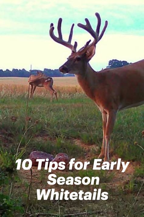 10 Tips for Mastering Early Season Whitetail Hunting Deer Hunting Tips Whitetail, Whitetail Hunting, Whitetail Deer Hunting, Deer Hunting Tips, Hunting Tips, Bow Hunting, White Tail, Hunting Gear, Bird Dogs