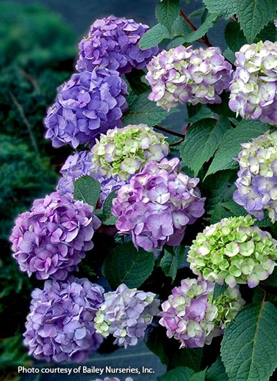 Bloomstruck Hydrangea, Hardy Hydrangea, Big Leaf Hydrangea, Bigleaf Hydrangea, Smooth Hydrangea, Endless Summer Hydrangea, Hydrangea Care, Hydrangea Paniculata, Hydrangea Macrophylla