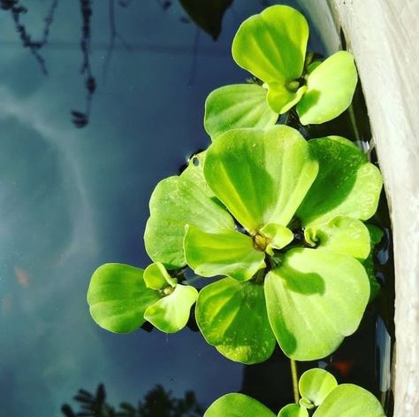 foto kolam ikan dengan tanaman air Tanaman Air, Plants