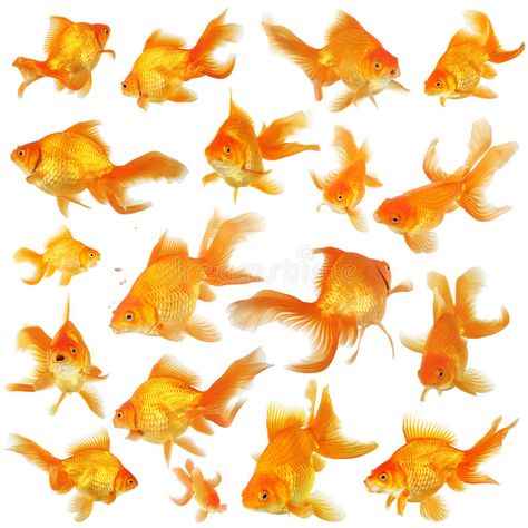 Collage of fantail goldfish. Collage of orange fantail goldfish , #Aff, #fantail, #Collage, #orange, #goldfish #ad Bubble Eye Goldfish, Goldfish Tattoo, Fantail Goldfish, Goldfish Art, Image Of Fish, Business Icons Vector, Orange Fish, Geometric Design Art, Fish Drawings