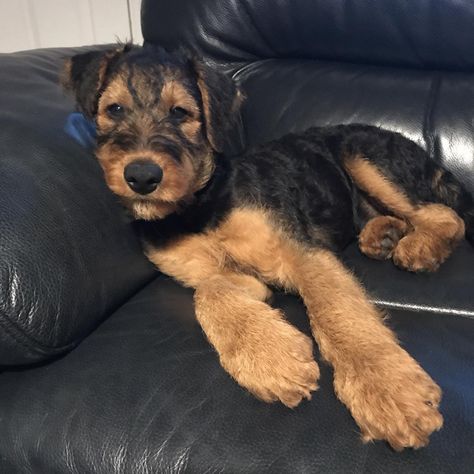 Airedale Terrier Puppy, Lucas Terrier, Airedale Puppy, Airdel Terrier, Airedale Terrier Puppies, Glen Of Imaal Terrier Puppies, Olivia Core, Terrier Rescue, Airedale Dogs