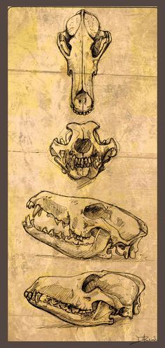 coyote skull references Coyote Drawing, Sketchbook Reference, Coyote Tattoo, Coyote Animal, Coyote Skull, Evil Skull Tattoo, Skull Hand Tattoo, Dog Skull, Skull Reference