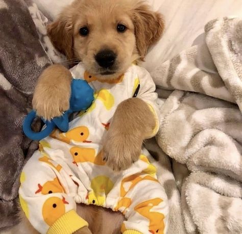 Puppies In Pajamas, Super Cute Puppies, Baby Animals Pictures, Cute Dog Pictures, Really Cute Dogs, Cute Little Puppies, Dog Pajamas, Cute Dogs And Puppies