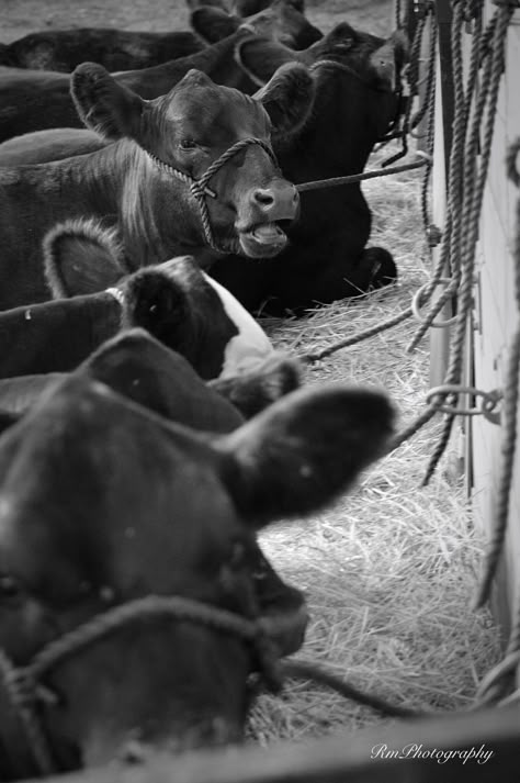 RmPhotography Showing Beef Cattle, Livestock Aesthetic, Cow Showing, Cattle Photography, Cattle Showing, Beef Cows, Livestock Photography, Showing Cattle, Livestock Showing