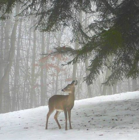 .. Deer Beauty, Animals In Snow, Winter Deer, Winter Szenen, Winter Scenery, Winter Magic, Winter Beauty, Oh Deer, Snow Scenes