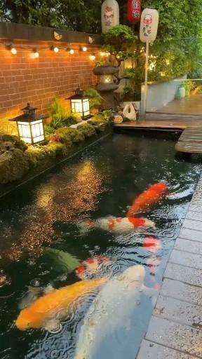 Pin on Binatang 🦜🐘🦚🐆🦎🦖🐒🦉🦇🦋🦗🦈🐡 Fish Ponds Backyard, Koi Pond Design, Ikan Air Tawar, Kolam Koi, Fish Pond Gardens, Taman Air, Garden Pond Design, Pond Water Features, Pond Landscaping