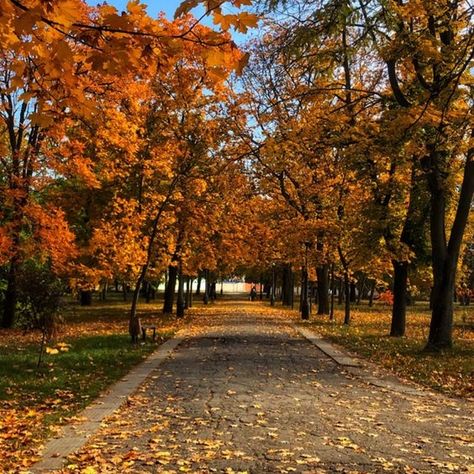 Starbucks Psl, Nyc Autumn, Cozy Halloween, Fall Mood Board, Orange Leaves, Autumn In New York, Aesthetic Autumn, Pumpkin Spice Season, Fall Inspo