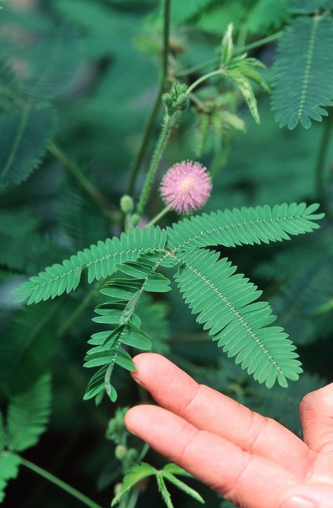 Can a Plant Remember? This One Seems to—Here’s the Evidence Mimosa Plant, Glass Gem Corn, Mimosa Pudica, Sensitive Plant, Indian Corn, Japanese Bonsai, Seed Pack, Amazon River, Tomato Seeds