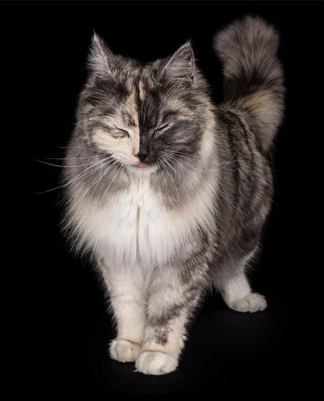 Gray And White Fluffy Cat, Cat Pelt Design, Cat Looking Down Reference, Nebelung Cat Aesthetic, Cat Pupils Meaning, Warrior Cat Eyes, Unique Cats Markings, Cool Looking Cats, Cat Face Reference