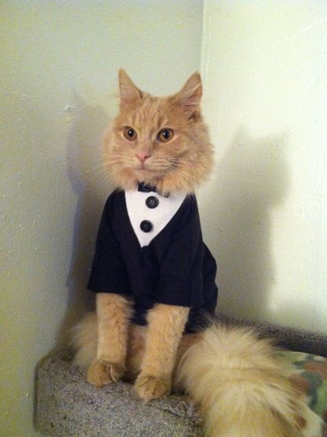 Crazy Cat Lady, Lorde, Cat Wedding, Wedding Pets, Tuxedo Cat, Dog Wedding, Cat Clothes, Cat Photo, Crazy Cats