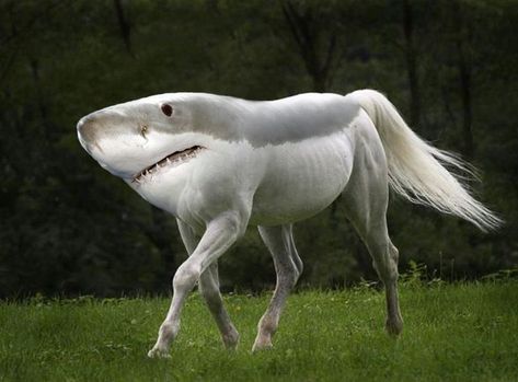 The Shorse (Shark/Horse Hybrid) | The 7 Creepiest Horse-Animal Hybrids Animal Mashups, Photoshopped Animals, Regnul Animal, Horse Wallpaper, Animal Species, White Horses, Weird Animals, Horse Pictures, White Horse