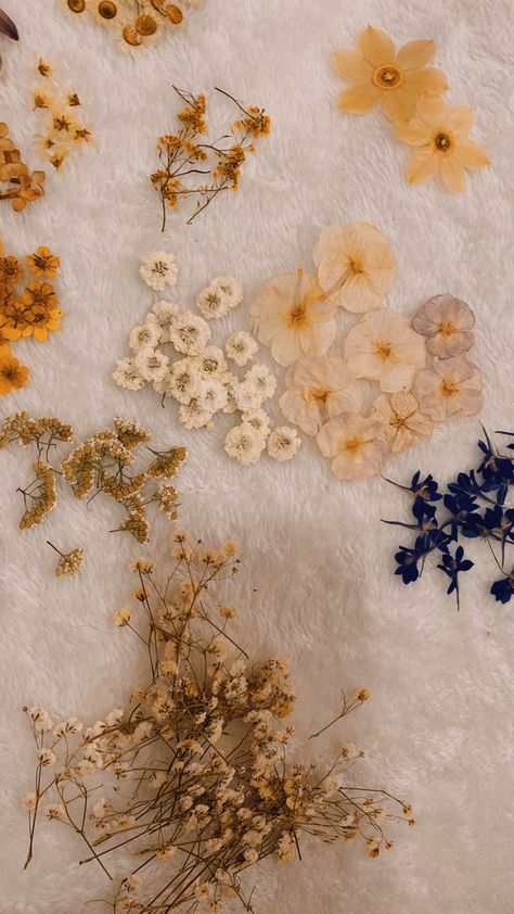 #pressed #flowers Dried And Pressed Flowers, Pressed Flower Aesthetic, Pressed Flowers Aesthetic, Dried Flower Aesthetic, Wood Elf, Flowers Dried, Flowers Aesthetic, Writing Inspiration, Pressed Flowers