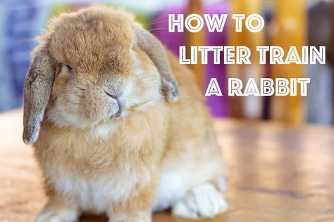 Litter isn’t just for cats! Teach your #bunny how to do his business in a box. #rabbittips #litterbox Backyard Bunnies, Outdoor Rabbit Run, Rabbit Harness, Pet Rabbit Care, Raising Rabbits, Rabbit Life, Rabbit Breeds, Rabbit Run, Bunny Care