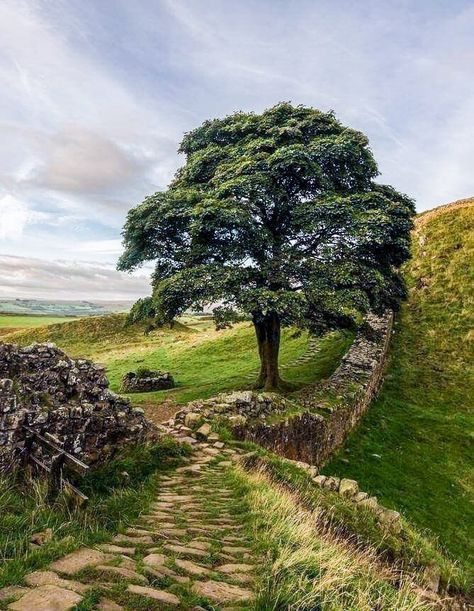 Sycamore Gap, Northumberland England, Hadrian’s Wall, Sycamore Tree, Hadrians Wall, British Isles, Nature Landscape, Beautiful Tree, Landscape Photos