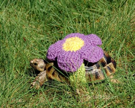 Happy little tortoise! Turtle Clothes, Red Footed Tortoise, Turtle Sweaters, Cute Tortoise, Russian Tortoise, Tortoise Care, Sulcata Tortoise, Pet Turtle, Yellow Blossom