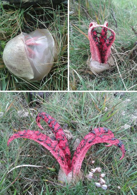 Devil’s Fingers Fungus | Bored Panda Clathrus Archeri, Octopus Stinkhorn, Lichen Moss, Creepy Photos, Slime Mould, Plant Fungus, Mushroom Fungi, Nail Fungus, Minimalist Bathroom