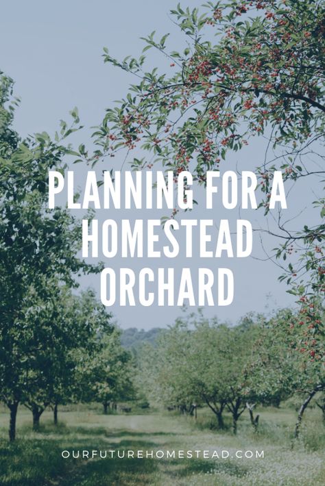 Permaculture, Homestead Orchard, Picking Fruit, Orchard Design, Orchard Garden, Growing Fruit Trees, Farm Plans, Homestead Gardens, Future Farms