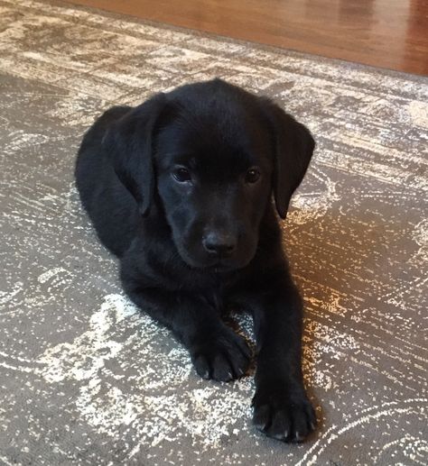 Black Labrador Puppies, Dog Black, Black Labs Puppy, Black Lab Puppy, Cute Black Labs Puppies, Retriever Puppy Black, Husky Corgi, Labrador Black Puppy, Labrador Black Dog