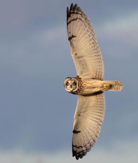 🦉The short-eared owl, or « Shortie », is an unusual owl because it prefers to be out and about in the daytime. It is most easily spotted… | Instagram Owl Facts, Owl Baby Shower Theme, Owl Wings, Short Eared Owl, Bird Quotes, Owl Tattoo Design, Owl Wall Art, Owl Photos, Owls Drawing