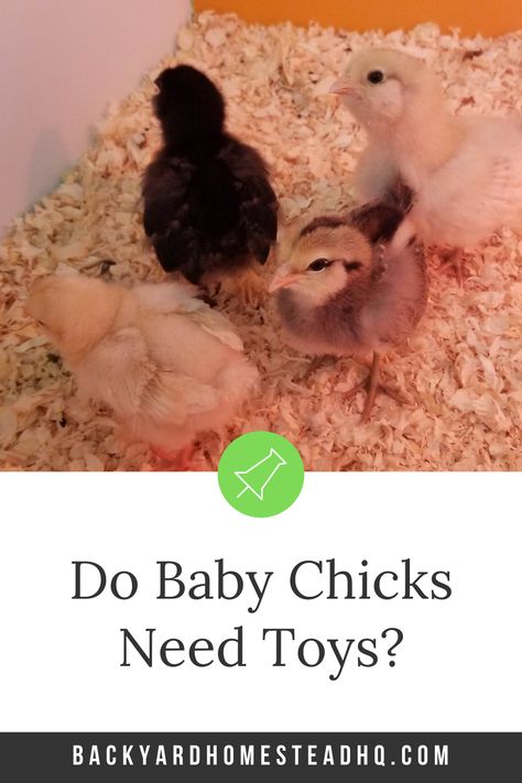 Chicken Accessories Ideas, Homemade Chicken Coop Toys, Chick Perch Diy, Chick Enrichment Ideas, Baby Chick Toys Diy, Toys For Baby Chicks, Chicken Toy Ideas, Chick Toys Diy, Chick Brooder Toys