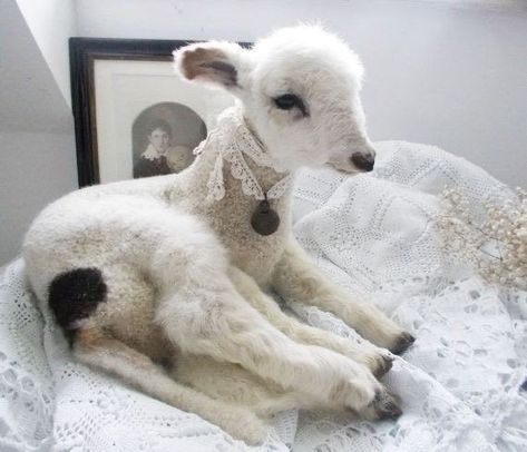 Easter Lamb, Glass Eyes, Taxidermy, Pure White, Sheep, White, Beauty