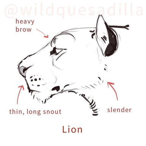 Lion Anatomy, Feline Anatomy, Big Cats Drawing, Cat Anatomy, Lion Drawing, Nature Sketch, Big Cats Art, Animal Study, Creature Drawings