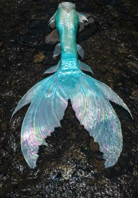 Silicone Mermaid Tails Realistic, Fake Mermaid Tails, Monofin Mermaid Tail, Finfolk Mermaid Tails, Mermaid Tail Aesthetic, Mermaid Diving, Mermaid Tails For Sale, Purple Mermaid Tails, Mermaid Headpiece