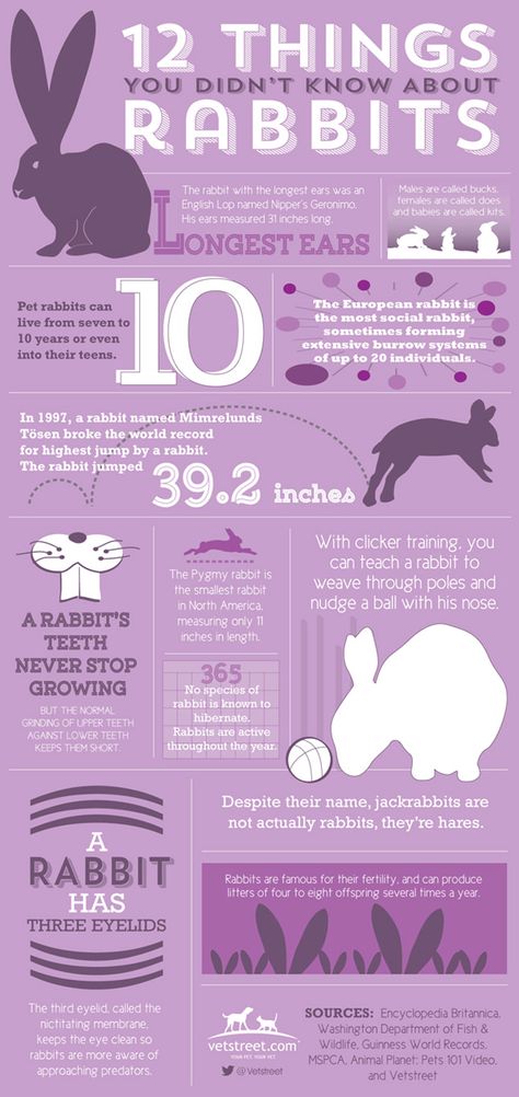 Just in time for Easter, check out vetstreet.com's infographic to learn 12 fun facts about bunnies and rabbits. Rabbit Facts, Rabbit Jumping, Somebunny Loves You, Rabbit Names, All About Rabbits, Raising Rabbits, Pet Bunny Rabbits, Bunny Care, Rabbit Care