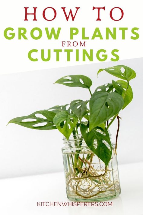 How To Take Cuttings From Plants, Growing Plants From Cuttings, How To Grow Cuttings From Plants, Planting Propagated Plants, How To Propagate Money Plant, Wine Bottle Propagation, Easy Plant Propagation, Plants That Grow From Cuttings, Plants You Can Propagate In Water