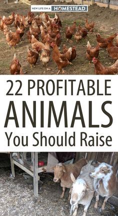 Chickens And Goats, Homestead Layout, Small Farming, Farm Hacks, Homesteading Animals, Coastal Curtains, Raising Farm Animals, Homestead Life, Homesteading Diy