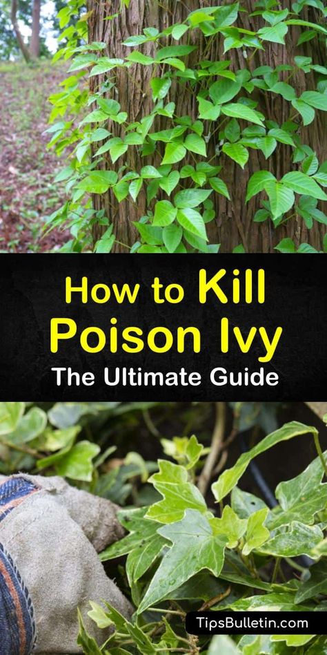 Find out how to kill poison ivy naturally. Our guide shows you how to get rid of poison ivy on skin, in yards, and on plants and trees with bleach, white vinegar, and other home remedies. You’ll never need to start itching again. #poisonivy #poisonoak #killpoisonivy Natural Poison Ivy Killer, Getting Rid Of Poison Ivy In Your Yard, How To Get Rid Of Poison Ivy Plants, How To Get Rid Of Poison Oak, How To Kill Poison Ivy In Yard, Clearing Brush From Yard, Poison Oak Remedies How To Get Rid, How To Kill Poison Ivy, How To Get Rid Of Poison Ivy