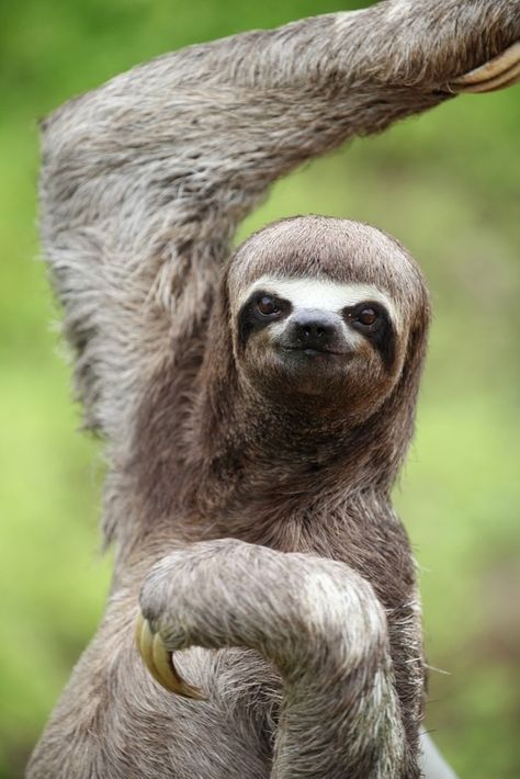 A picture taken by Nina Gustar. Contestant in the National Geographic Photo Contest 2012. Iquitos Peru, National Geographic Animals, Animals In The Wild, National Geographic Photography, Animal Photography Wildlife, Wild Animals Photography, Wild Animals Photos, Baby Sloth, Cute Sloth