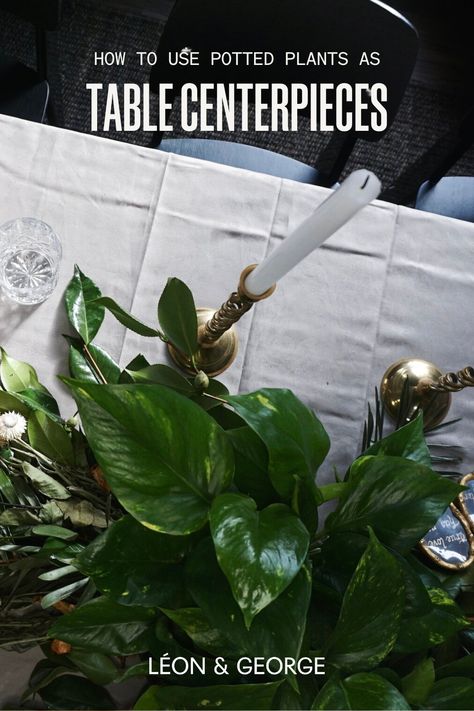 Elevate your table setting with the charm of potted plants! Learn how to create stunning table centerpieces that bring nature indoors. 🌿✨ #TableCenterpieces #PottedPlants #GreenDecorIdeas #HolidayDecorIdeas #Tablescapes Houseplant Table Centerpiece, Nature Inspired Centerpieces, Potted Plant Centerpieces, N’joy Pothos, Traditional Table Setting, Plant Centerpieces, Floor Plants, Unique Centerpieces, Small Potted Plants