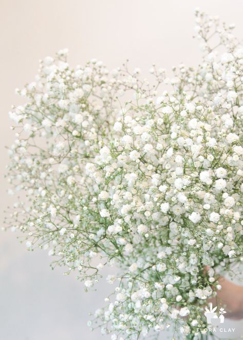 Add a delicate touch to your floral arrangements with Baby's Breath. The soft texture and full white blooms make this flower the perfect filler. Its gentle appearance adds a touch of elegance to any bouquet. Create a luxurious and sophisticated atmosphere with Baby's Breath. **All fresh cut flowers/greens are shipped in "as is" condition and may need conditioning/trimming when received** Learn how to condition your flowers/greens Product Detail Product Type: Fresh Cut Flower Color Description: W Baby's Breath Aesthetic, Babies Breath Centerpiece, Flowers Baby Breath, Babies Breath Bouquet, Babies Breath Flowers, Hoco Flowers, Baby Breath Bouquet, Baby Breath Flower, Baby's Breath Bouquet