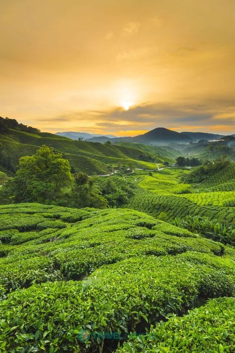 Urban Jungle Background, Agriculture Poster, Jungle Pictures, Greenery Wallpaper, Jungle Images, Greenery Background, Village Photos, Cameron Highlands, Tea Estate