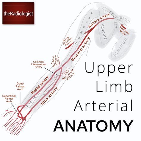 theRadiologist on Twitter: "Upper limb venous and arterial anatomy… " Anatomy Upper Limb, Limb Anatomy, Upper Limb Anatomy, Diagnostic Medical Sonography Student, Arteries Anatomy, Vascular Ultrasound, Sonography Student, Subclavian Artery, Physical Therapy Student