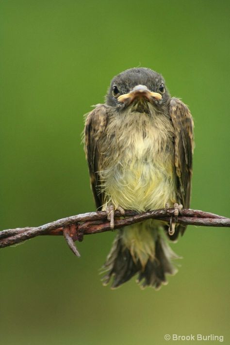 Grumpy - Photograph at BetterPhoto.com Eastern Phoebe, Funny Pictures Of Animals, Pictures Of Animals, Hilarious Pictures, Hang In There, Tweety Bird, Cardinal Birds, Hallmark Cards, People In Need