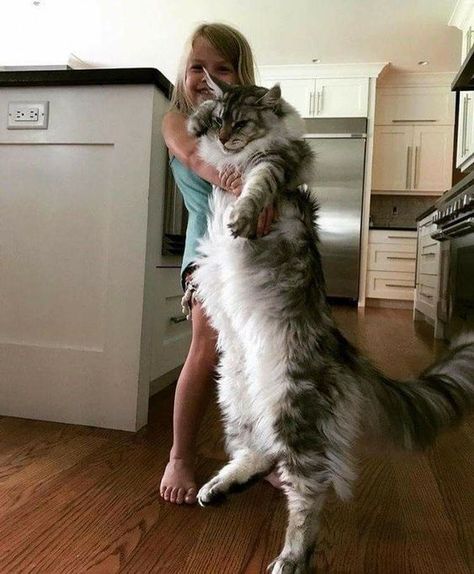 15 Reasons to Never Adopt a Maine Coon – Page 2 – The Paws Norwegian Forest Cat, Huge Cat, Rasy Koni, Gato Grande, 골든 리트리버, Söt Katt, Forest Cat, Haiwan Peliharaan, Fluffy Cat