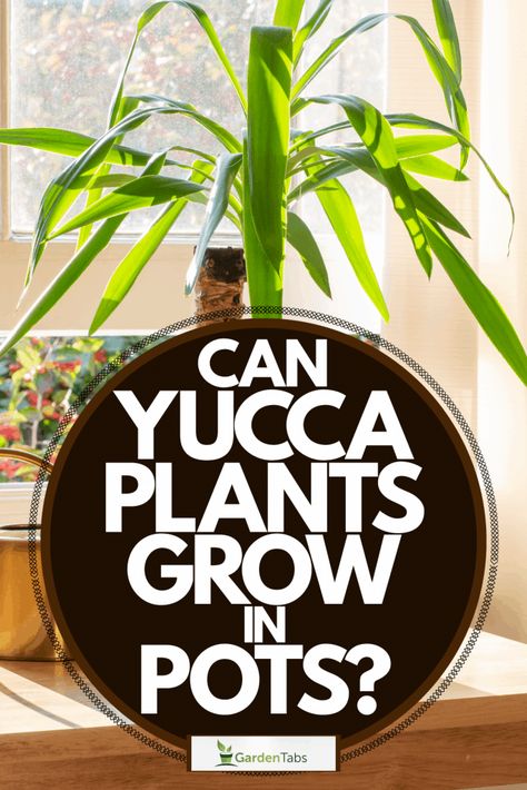 Yucca Plant Indoor, Succulent Fertilizer, Yucca Tree, Yucca Plant, Porch Planters, Gardening Gear, Crabapple Tree, Fiddle Leaf Fig Tree, Magnolia Trees