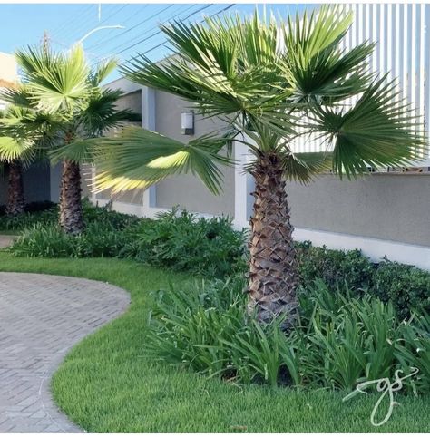 Trees Landscaping, Palm Trees Landscaping, Tropical Plants, Outdoor Garden, Front Porch, Palm Trees, Interior Exterior, Front Door, Exterior