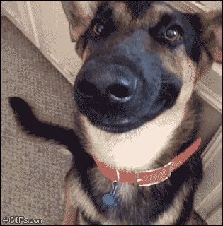 Golden Retrievers, German Shepherds, Funny Dog Gif, Dog Animation, Mood Changes, Love My Dog, Smiling Dogs, Dog Gifs, Happy Face