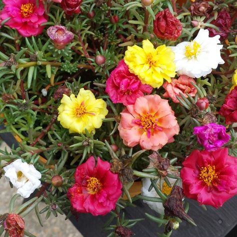 Happy, vibrant portaluca flowers. Portaluca Flowers, Preannual Flowers Front Yards, Oporajita Flowers, Red Hot Poker Flower, Vinca Flowers, Landscape Plants, Garden Life, Front Patio, Outdoor Flowers