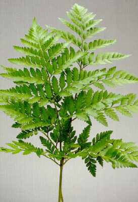 leatherleaf fern Leatherleaf Fern, Flower Centerpieces, Outdoor Plants, Fern, Art Reference, Herbs, Plants, Flowers, Floral