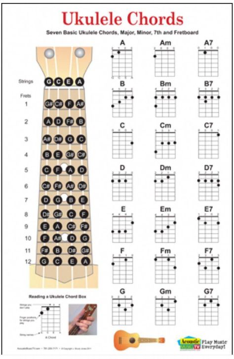 Ukulele chords #ukulelelessons Akordy Na Ukulele, Ukelele Chords Ukulele Songs, Ukulele Songs Beginner, Music Basics, Easy Ukulele Songs, Learning Ukulele, Ukulele Art, Ukulele Chords Chart, Cool Ukulele