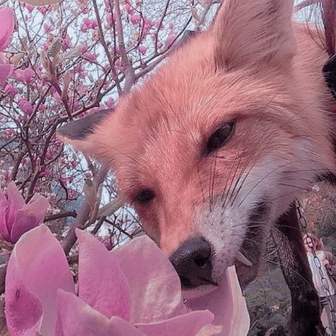 #animals #fox #icon #aesthetic #flowers Flowers, Pink, Fox, Animals, Fox Icon, A Flower