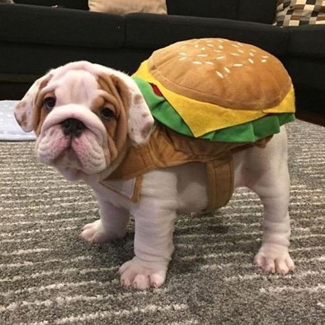 Now, you could just go to the store and buy your dog an already made doggie costume, but why not try getting creative with it? Bulldog Halloween Costumes, Bulldog Costume, Best Dog Costumes, Cute Bulldog Puppies, Puppy Costume, Bulldog Pics, Diy Dog Costumes, Bulldog Francese, Cute Bulldogs