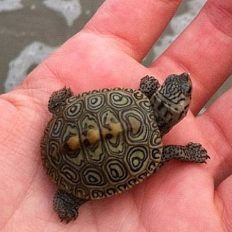 Baby turtle Pet Care Tips, Baby Tortoise, Tortoise Turtle, Tiny Turtle, Emotional Support Animal, Pet Clinic, Baby Turtles, Pet Hacks, Pet Life