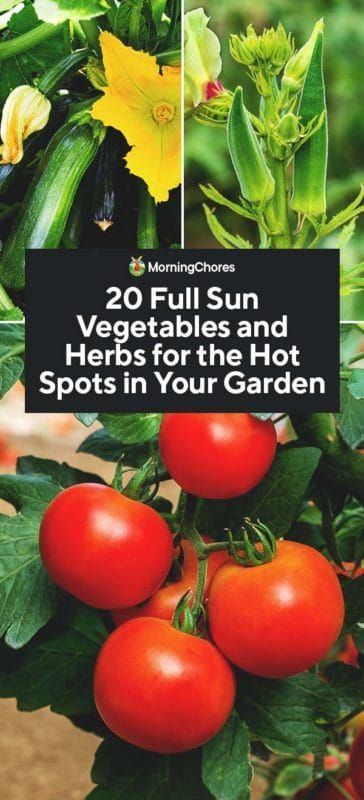 20 Full Sun Vegetables and Herbs for the Hot Spots in Your Garden Vegetables That Grow In Full Sun, Full Sun Vegetables, Homeschool Gardening, Summer Garden Vegetables, Container Gardening Full Sun, Vege Patch, Green Witchery, Colorado Gardening, Farmers Life