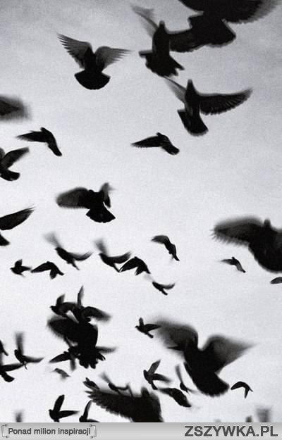 Six Of Crows, Dragon Age, Aesthetic Photography, Black Aesthetic, Black Bird, Dark Aesthetic, Cool Photos, Birds, Abstract Artwork